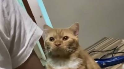 Не надо так поступать: кот очень расстроился, что его не гладят (Видео)