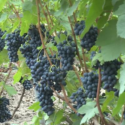 В России появилась новая категория земель "под виноградарство"