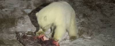 Оставшийся без мамы чукотский белый медвежонок может обойтись без зоопарка