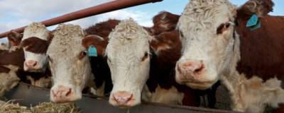 В Башкирии на товарно-молочных фермах выявили 1050 коров, зараженных лейкозом
