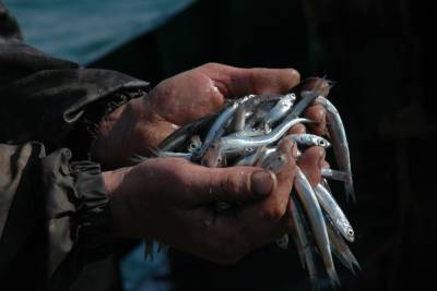 Объем добычи рыбы в Дагестане с начала года вырос в 2,5 раза