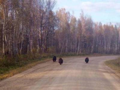 Три бурых медведя вышли к селу в Новосибирской области