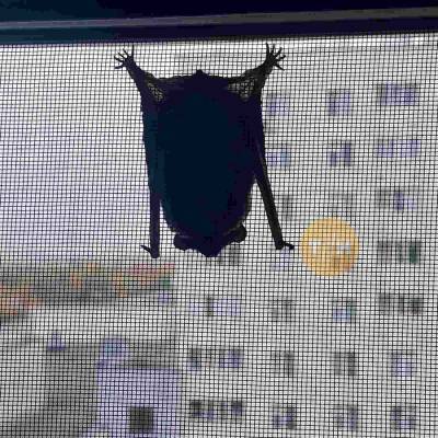 Летучая мышь решила перезимовать в квартире у нижегородцев