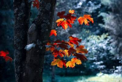 В ночь на 8 октября в Ленобласти ожидаются заморозки до -1 градуса