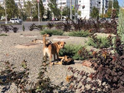Российские города заполонили агрессивные бродячие собаки: как работает закон об ответственном обращении с животными на деле