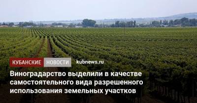 Виноградарство выделили в качестве самостоятельного вида разрешенного использования земельных участков