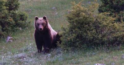Жительницу Канады оштрафовали на $60 тыс. за кормление диких медведей