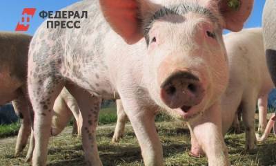Новосибирский свинокомплекс заставят устранить неприятный запах