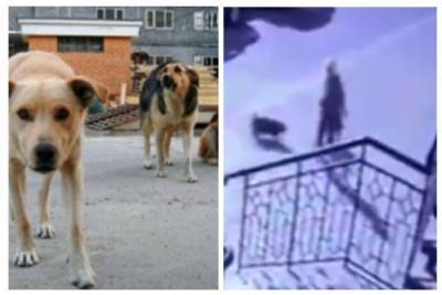 Стая бездомных собак напала на маленького ребенка: кадры с камер наблюдения в Одессе