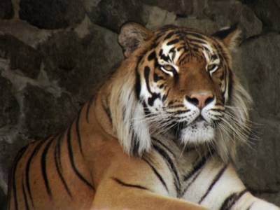 Спасенный от контрабандистов дружелюбный тигр поселился в Московском зоопарке