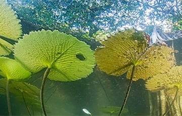 В глубине полуострова Юкатан нашли реликтовый мангровый лес