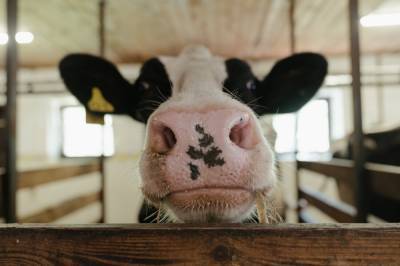 В Тверской области создадут молочную ферму на 2800 голов
