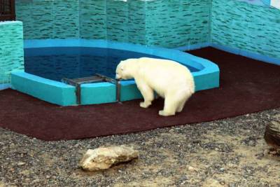 Белая медведица из зоопарка «Лимпопо» опробовала новый вольер для ожидаемого медведя