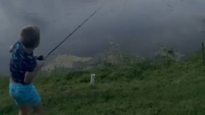 Аллигатор стащил из-под носа улов семилетнего рыбака (Видео)