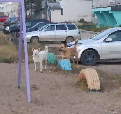 В ухтинском поселке Водный отловят собаку, которая напала на ребенка