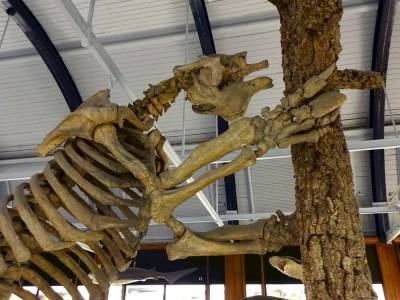 Палеонтологи: Вымершие гигантские ленивцы оказались мясоедами