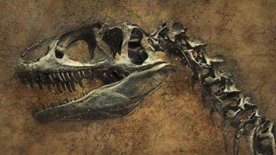 В Китае нашли останки динозавра, которым 200 млн лет и мира