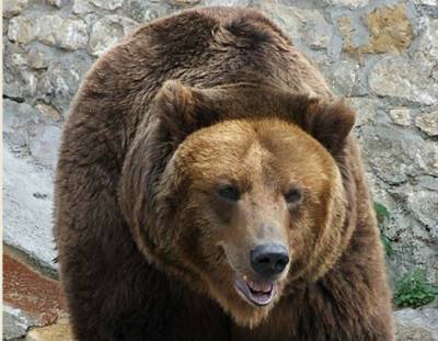 Медведи атаковали несколько регионов России