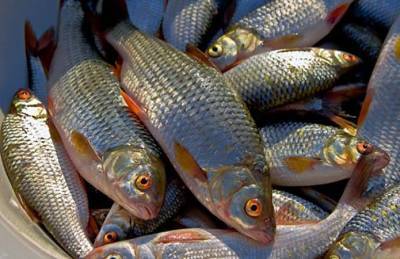 В Украине вырастут штрафы за незаконный вылов рыбы