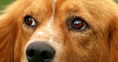 В Одессе спасают собаку, которой выстрелили в упор из ружья: волонтеры просят о помощи