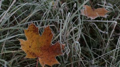 Метеоролог Старков рассказал о заморозках в столичном регионе