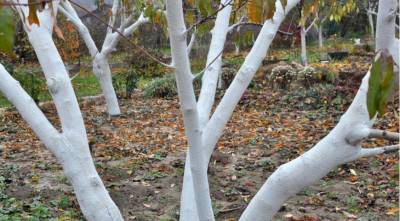 Когда и чем обрабатывать деревья осенью по Лунному календарю 2021 года - skuke.net