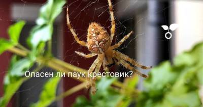 Опасен ли паук крестовик? - skuke.net - Россия