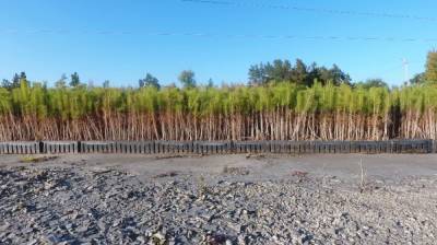 Бор в миниатюре. На месте горельников в Воронежской области высадят сотни молодых деревьев