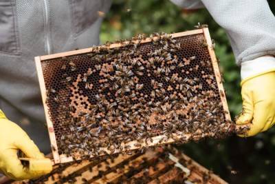 В Курске пасечник отсудил у фирмы более 1 млн рублей за погибших пчел
