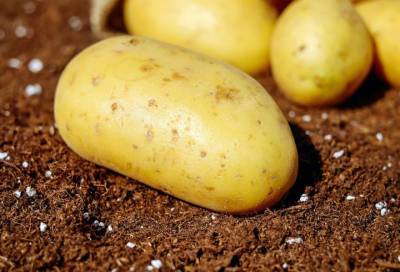Экономист Рамазанов спрогнозировал подорожание картофеля в ноябре