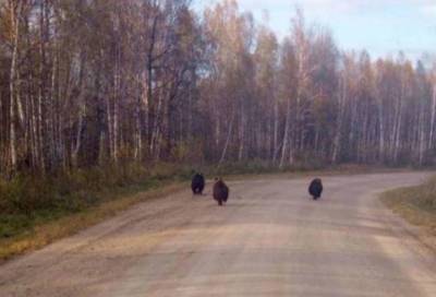 Три бурых медведя вышли к селу под Новосибирском