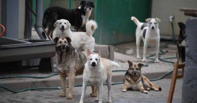 Более 170 собак стали жертвами яда в подмосковном приюте