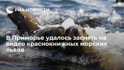 В Дальневосточном морском заповеднике удалось заснять на видео краснокнижных морских львов - ria.ru - Приморье край - Владивосток