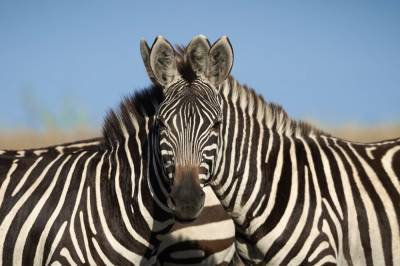 В природе такое не встречается: дикая зебра родила необычного малыша от осла (фото)
