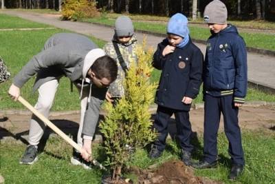 В Иванове дети из интернациональной школы-интерната высадили аллею из золотистых туй