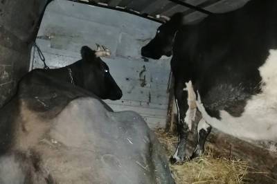 В Ленобласть пытались нелегально перевести двух коров