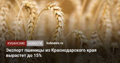 Экспорт пшеницы из Краснодарского края вырастет до 15%