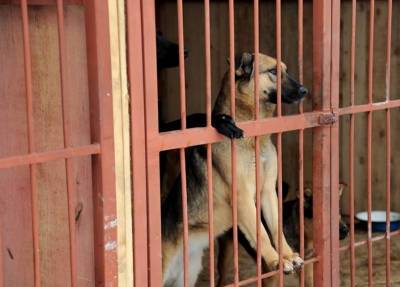 Несмотря на отлов, бездомных собак в Южно-Сахалинске меньше не становится
