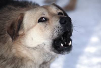 В одном из тульских приютов массово отравились собаки