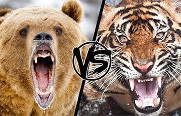 Тигр против медведя: поединок могучих хищников стал хитом интернета