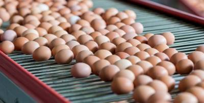 На Ставрополье выросло производство куриных яиц
