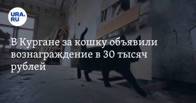 В Кургане за кошку объявили вознаграждение в 30 тысяч рублей