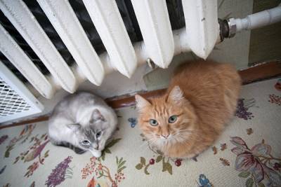 На Урале мужчине, сбросившему с балкона кошку и котенка, грозит 5 лет колонии