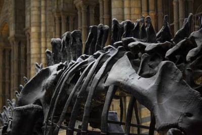 В Китае археологи нашли кость динозавра возрастом 200 миллионов лет