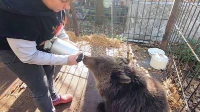 Спасенную в КЧР медведицу перевезли в центр реабилитации диких животных