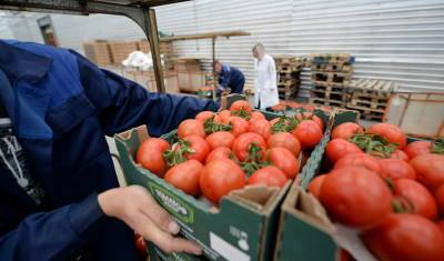 В Башкирии с каждым днем дорожают помидоры: с конца лета цена поднялась на 40 рублей