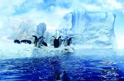 Ни одна экоинициатива не стала международным соглашением по защите морей Антарктиды