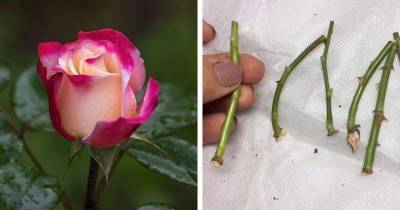 Тонкости осеннего черенкования роз: секреты отличного укоренения