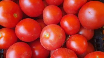 Кусты согнутся от плодов: что насыпать в лунки под рассаду помидоров