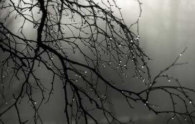 В Ленобласти на выходных сухую погоду сменит дождь и морось